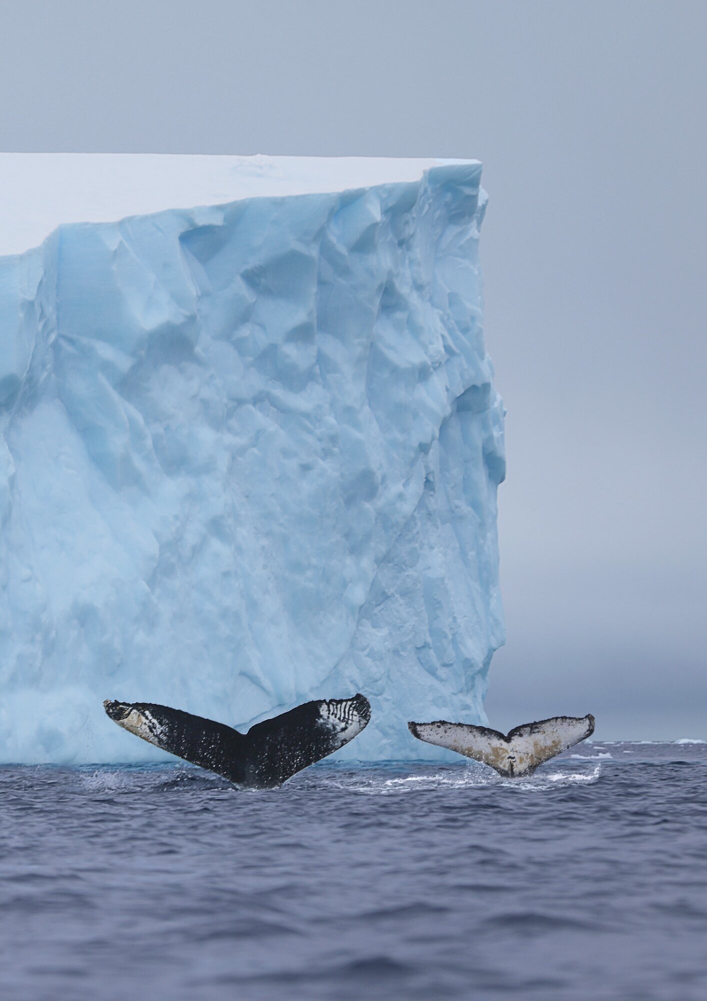 Whales beside an iceberg photographed by Corey Fader
